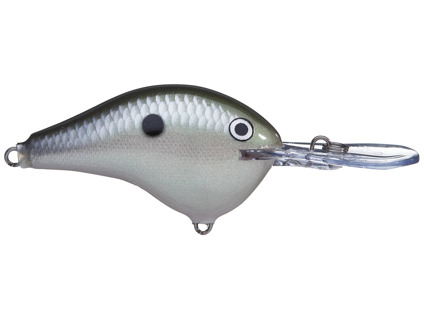 Green Gizzard Shad